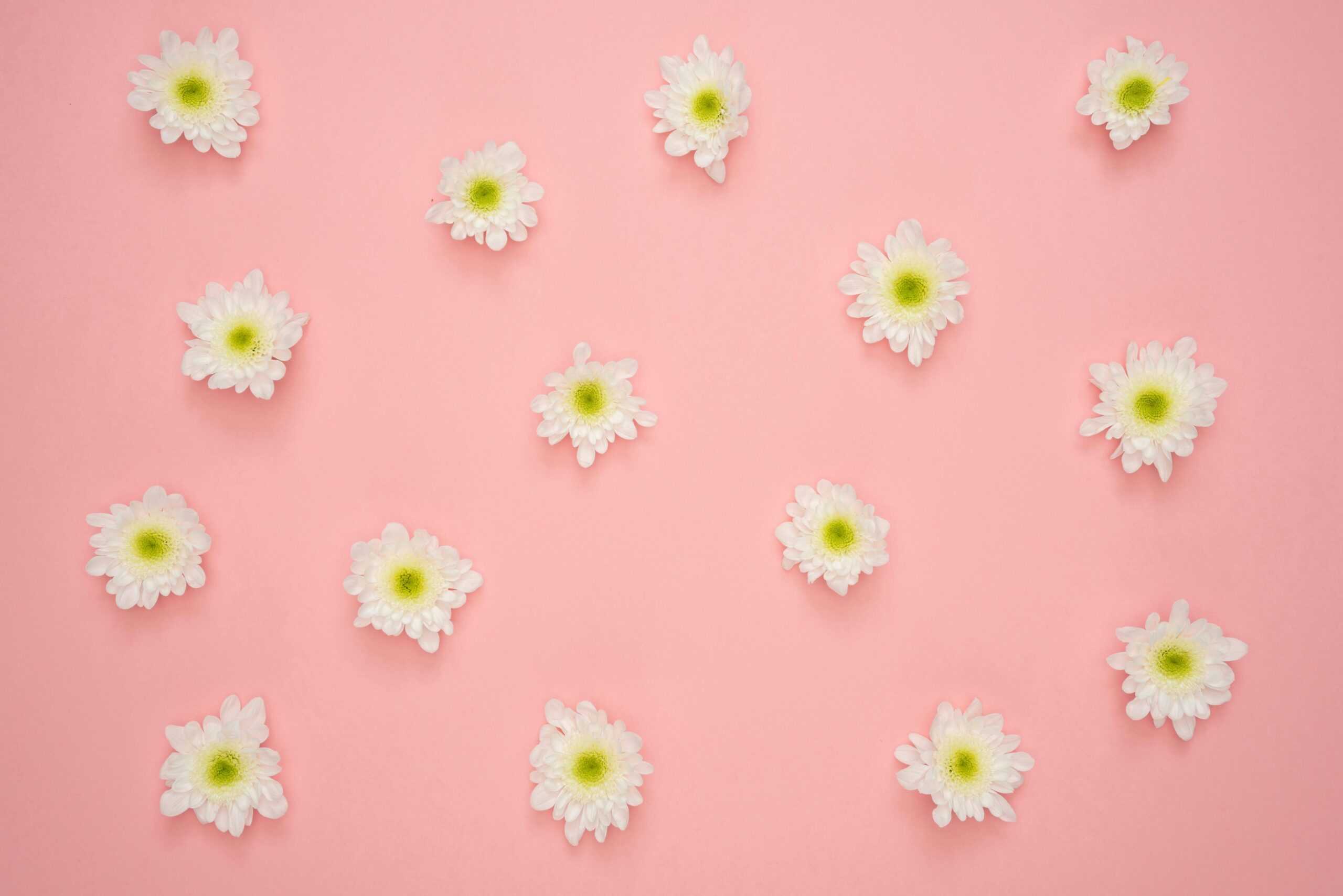 White chrysanthemum flowers arranged on a soft pink background, creating a delicate floral pattern.