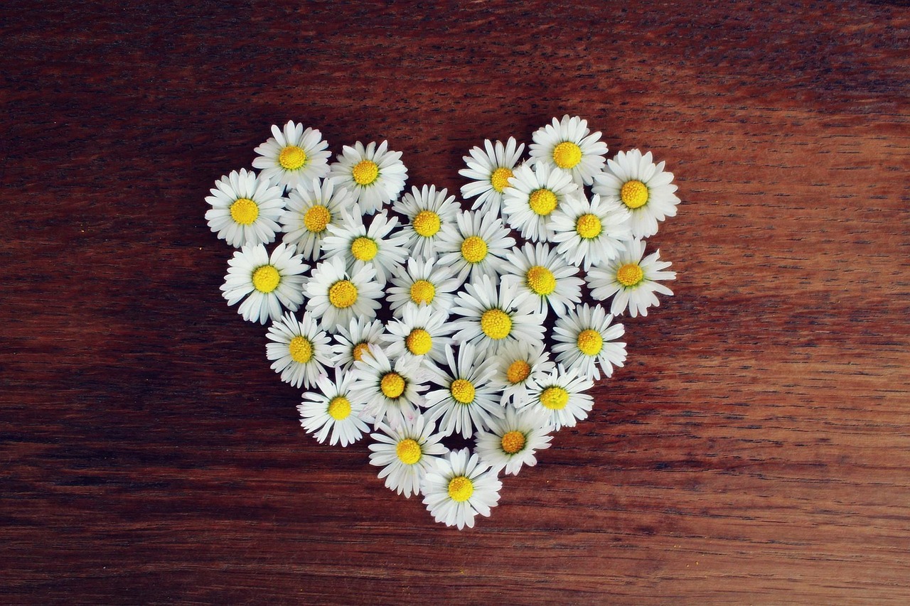 daisies, flower wallpaper, heart, daisy heart, love, heart shaped, white daisies, nature, bloom, blossom, flora, beautiful flowers, romantic, spring, symbol, flower background, flowers, flower heart, romance, decoration, decorative