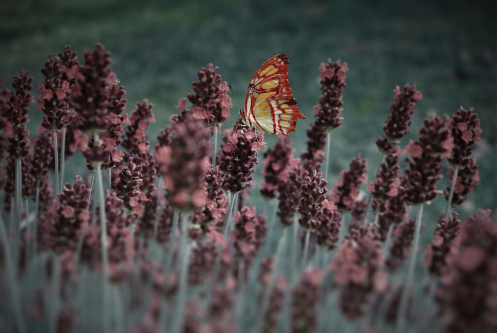 Colorful butterfly resting on lavender flowers, showcasing nature's vibrant beauty.